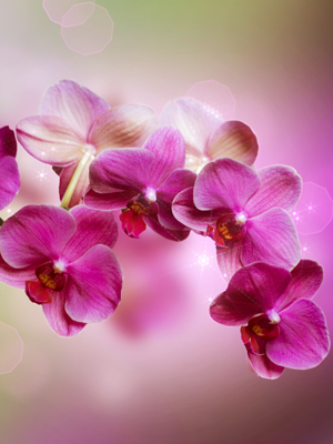Fototapete Orchidee