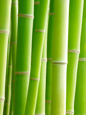 Fototapete Bambus