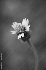 preview bw