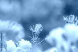 preview cold