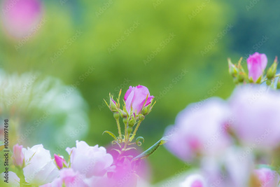 image to crop