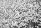 preview bw