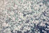preview original
