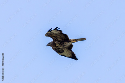 image to crop