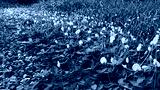 preview cold