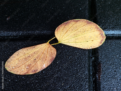 image to crop