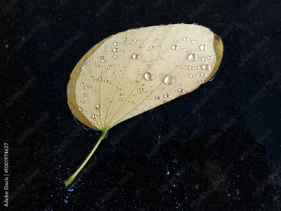 image to crop