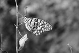 preview bw