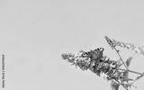 preview bw