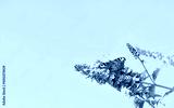preview cold