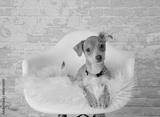 preview bw