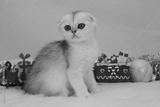 preview bw