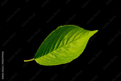 image to crop