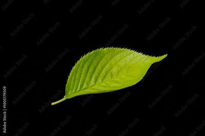 image to crop