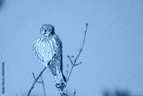 preview cold
