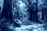 preview cold