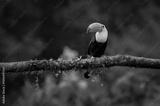 preview bw