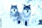 preview cold