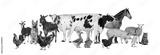 preview bw