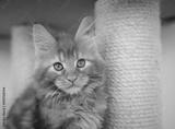 preview bw