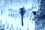preview cold