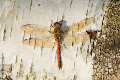 image to crop