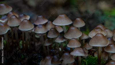 image to crop
