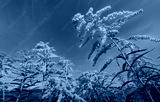 preview cold