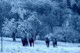 preview cold