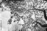 preview bw