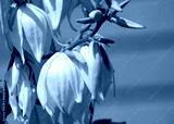 preview cold