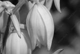 preview bw