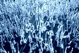 preview cold
