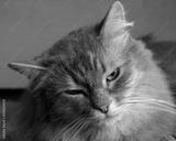 preview bw