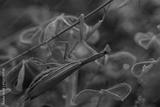 preview bw
