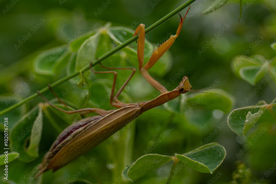 image to crop