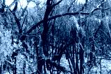 preview cold