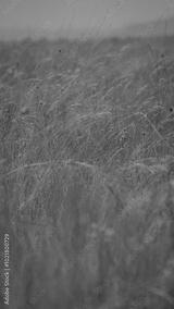 preview bw