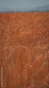 preview original