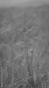 preview bw
