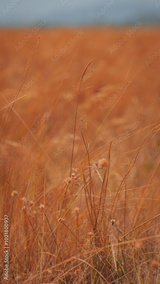 preview original