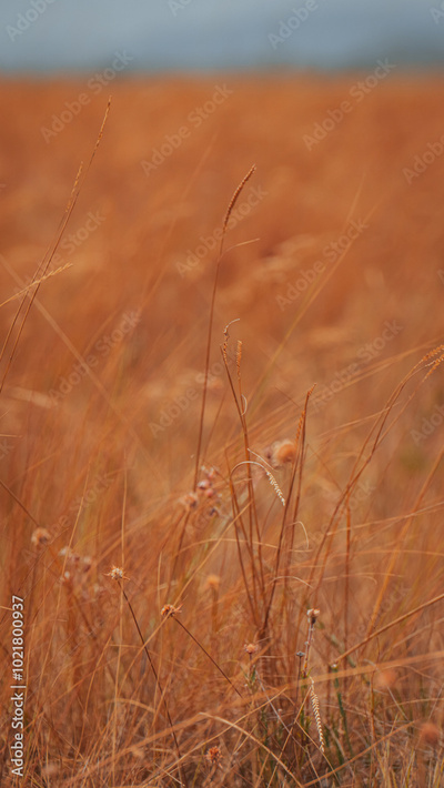 image to crop