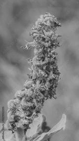 preview bw