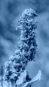 preview cold