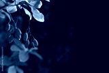 preview cold