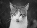 preview bw