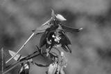 preview bw