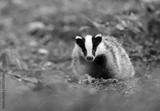 preview bw