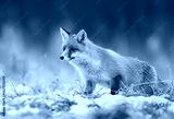 preview cold
