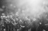 preview bw